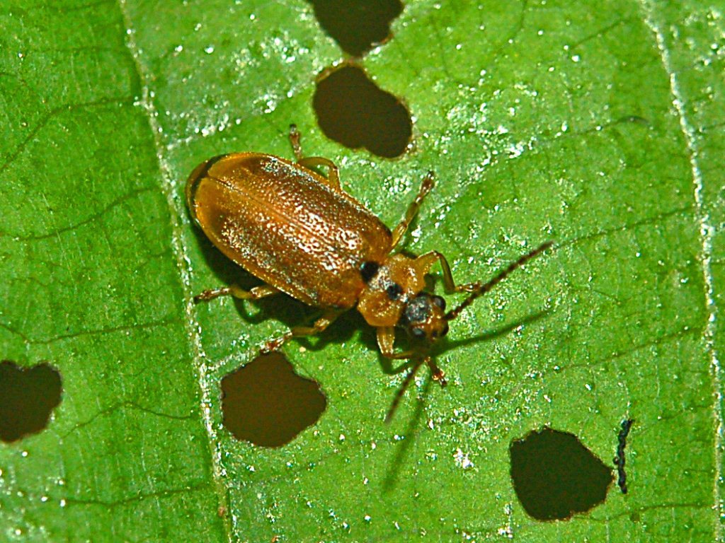 Chrysomelidae bruno pallido in attesa di identificazione